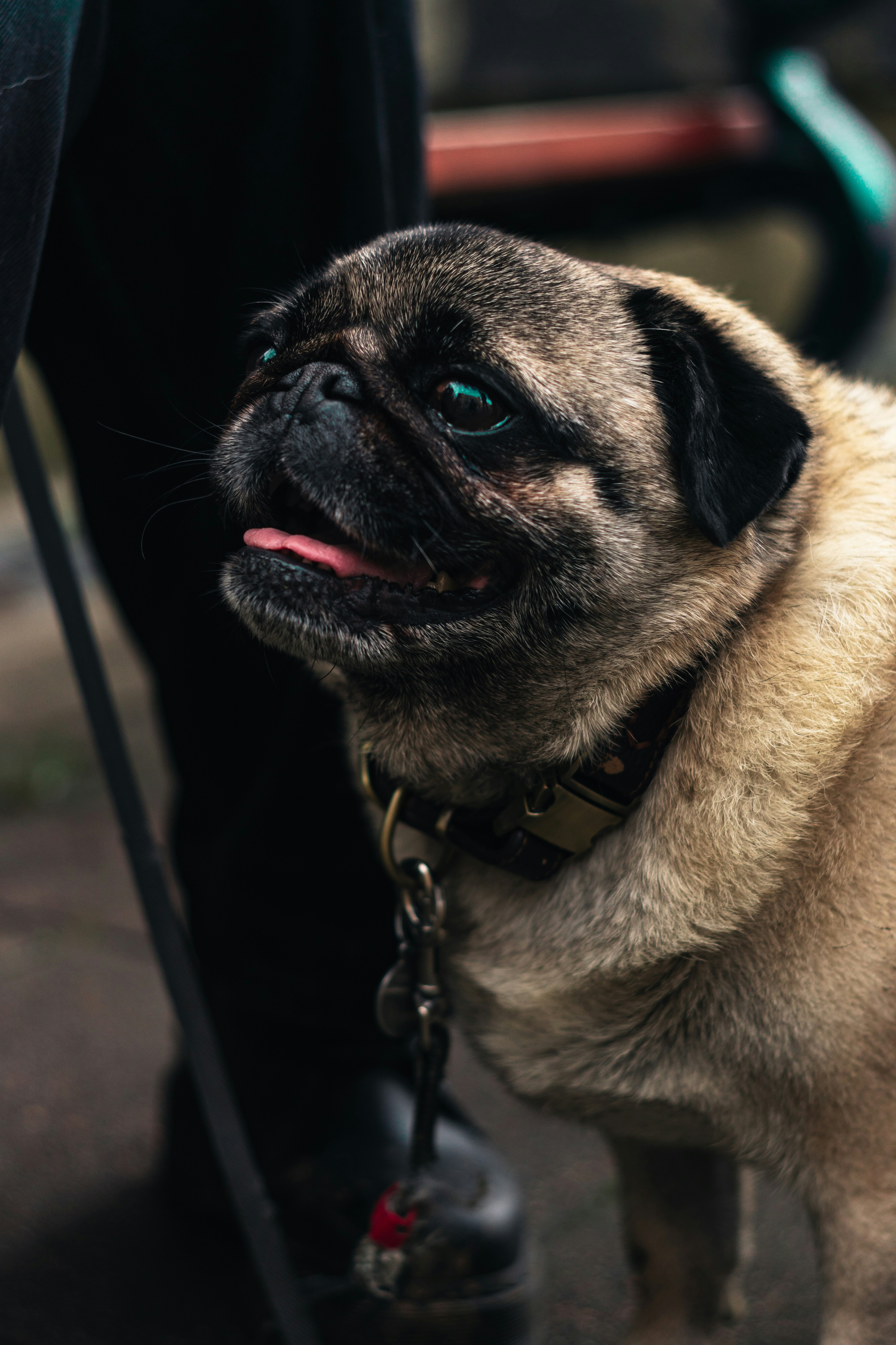 fawn pug with black leash